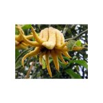 Vivaio garden forest - main de bouddha plante de c�dre en pot 24cm