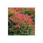 Nandina domestica gulf stream obsessed (nain) pot 18cm