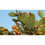 Opuntia ficus indica pot de figues de barbarie 24 photos r�elles h 70cm plante succulente