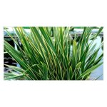 Vivaio garden forest - phormium tenax variegatum pot 22cm