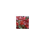Vivaio garden forest - photinia red robin h 140 / 150cm photos relles plantes de haies
