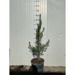 Pinus sylvestris (pin sylvestre) h 80cm photo r�elle