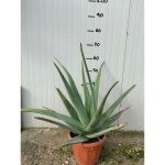 Plante d'aloe vera
