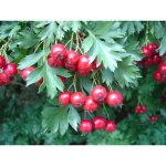 Plante azarole rouge (crataegus azarolus) pot de 24 cm Plante azarole rouge (crataegus azarolus) pot de 24 cm