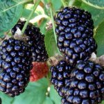 Vivaio garden forest - plante de m�re de boysen croisement entre la m�re et la framboise photos r�elles ...