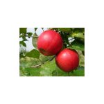 Pommier empereur pot 24cm