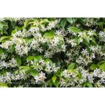 Vivaio garden forest - rincosperma (faux jasmin) pot 24 cm h 200 cm plante grimpante