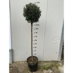 Vivaio garden forest - tro�ne boule en pot 24cm photos r�elles