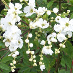 Voiles de mari�e - exochorda 'the bride' - 50 - 60 cm pot
