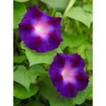 Volubilis 'star of yelta' le sachet de 30 graines (1g)