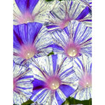 Volubilis 'venice blue' graines