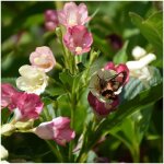 Weigela marjorie / pot de 1, 5l Weigela marjorie / pot de 1, 5l