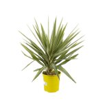 Yucca elephantipes 'jewel' 70 / 80cm pot 5l