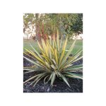 Yucca filamentosa 'color guard' pot de 2l / 3l
