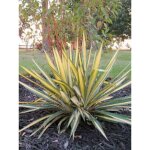 Yucca filamentosa 'color guard' pot de 4l / 5l