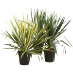 Yucca pot 23cm