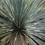 Yucca rostrata 'blue and blue' pot 5l