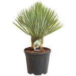 Yucca rostrata pot 20l