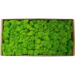 Zoternen - mousse naturelle pour dcoration murale - kit paysage miniature en vrac