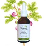 Complexe intestomac - bourgeons d'aulne, de figuier et de tilleul - gemmoth�rapie flacon de 50ml