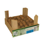 42 plants demi - germ�s de pommes de terre ratte calibre 25 � 32