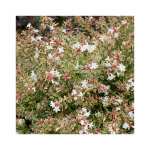Abelia grandiflora confetti en pot de 5 litres
