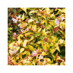 Abelia grandiflora gold spot pot 3 l