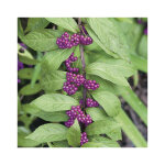Arbuste aux bonbons issai (callicarpa dichotoma issai), en pot de 3 litres.