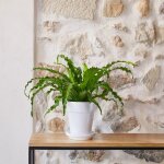 Asplenium osaka botanic� - pot de � 15 cm