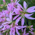 Azale du japon koromo shikibu  fleurs violettes. le pot de 5 litres
