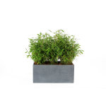 Bac rectangle stream s / 3 anthracite h. 30 cm