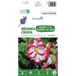 B�gonia crispa marginata rouge blanc botanic� - 3 bulbes