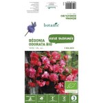 B�gonia odorata bio rose botanic� - 2 bulbes