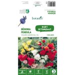 B�gonia pendula en m�lange botanic� - 3 bulbes