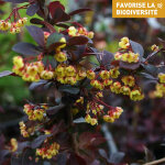 Berberis ottawensis superba pot de 3l