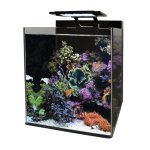 Bm aquarium eau de mer reef 60 35x45x40 cm Bm aquarium eau de mer reef 60 35x45x40 cm