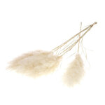 Botte de fleurs séchées herbes de la pampa (cortaderia) blanche naturalys Botte de fleurs séchées herbes de la pampa (cortaderia) blanche naturalys