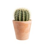Cactus mix en pot terre cuite Ø 20 cm Cactus mix en pot terre cuite Ø 20 cm