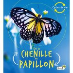 De la chenille au papillon aux éditions grenouille De la chenille au papillon aux éditions grenouille