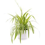 Chlorophytum 'ocean' vert en pot blanc maill botanic. le pot  15 cm