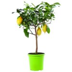 Citronnier 4 saisons bio botanic  fruits jaunes. le pot de 6 litres