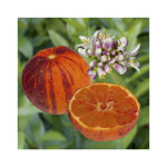 Citronnier orangine� bio. le pot de 6 litres