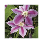 Clematite doctor ruppel. le pot de 3 litres