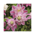 Clematite jos�phine �. le pot de 3 litres