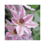 Clematite nelly moser. le pot de 3 litres Clematite nelly moser. le pot de 3 litres