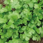 Coriandre bio - le pot de 2, 5 litres