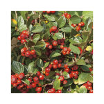 Cotoneaster en pot de 3 litres