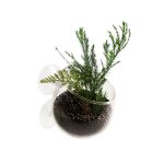 Coupe en verre pour plante naturelles coloris transparent avec ventouses - 9 x 6 x 6