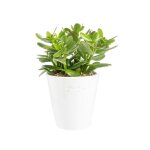 Crassula argentea en pot blanc maill h 10 x  15 cm
