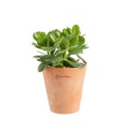Crassula argentea en pot terre cuite h 10 x  15 cm